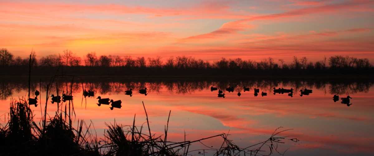photo of ducks swimming under sunset 